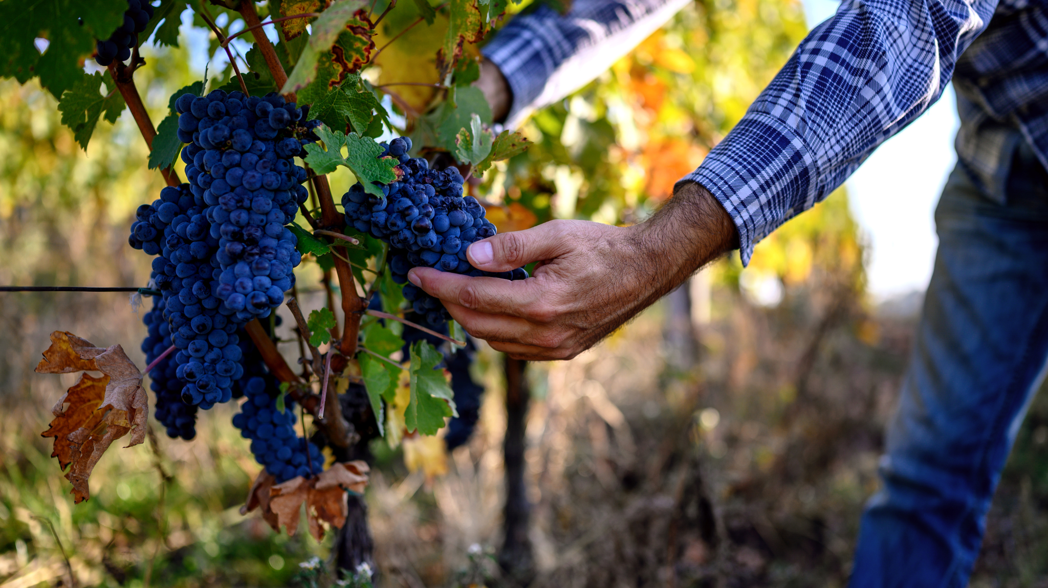 Harvest Season: When Wine Is Decided Before It Exists